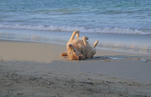 Cão adulto golden retriever deitado e curtindo a areia na praia.