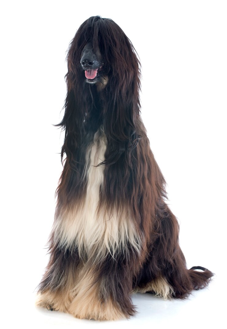 Foto cão afegão