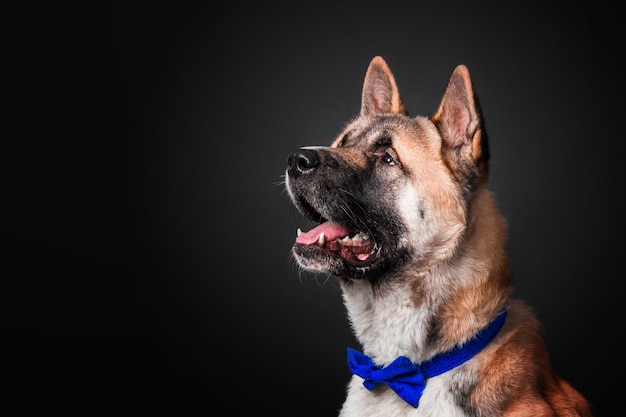 Cão akita americano em fundo preto isolado