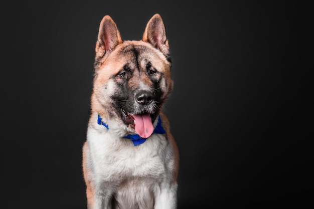 Cão akita americano em fundo preto isolado