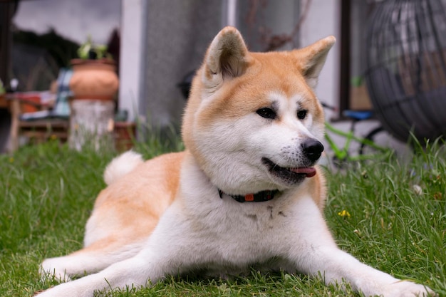 Cão Akita Inu Cão peludo vermelho em uma grama verde