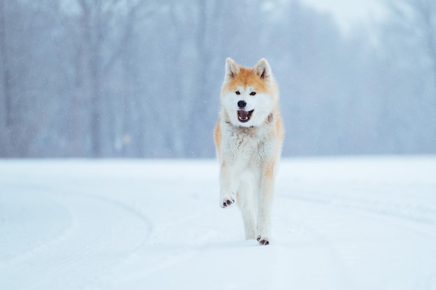 Cão Akita inu correndo na neve