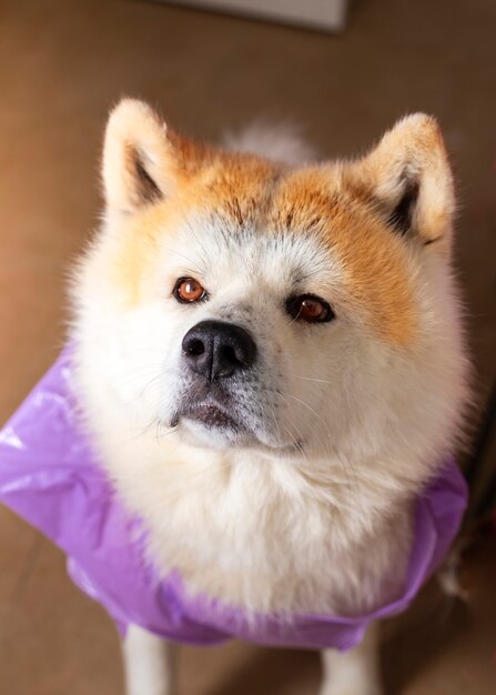 Cão akita inu, molhado da chuva, com um saco de lixo à prova d'água