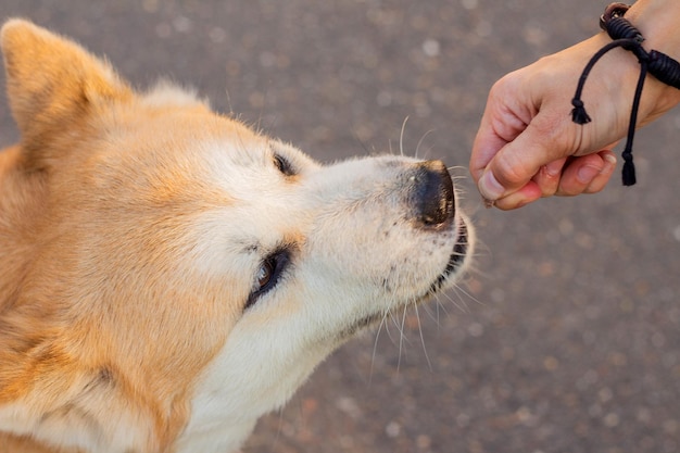 Cão Akita inu recebe um deleite das mãos do dono