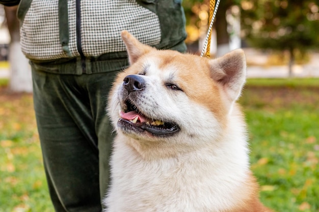 Cão Akita no parque perto de sua amante