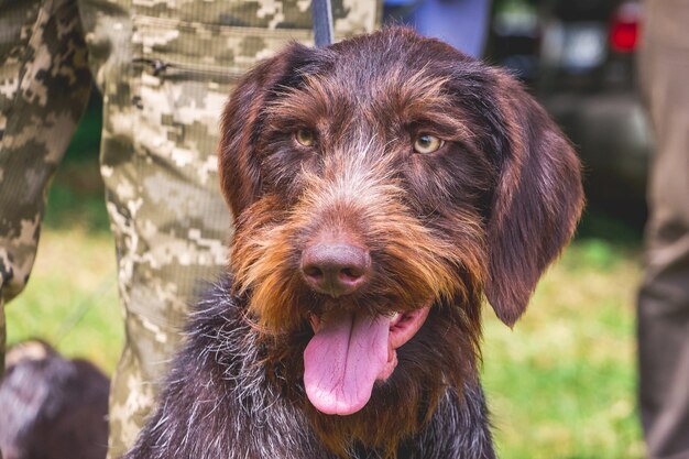 Cão alemão apontador de pêlo duro aos pés de seu dono olhando para frente