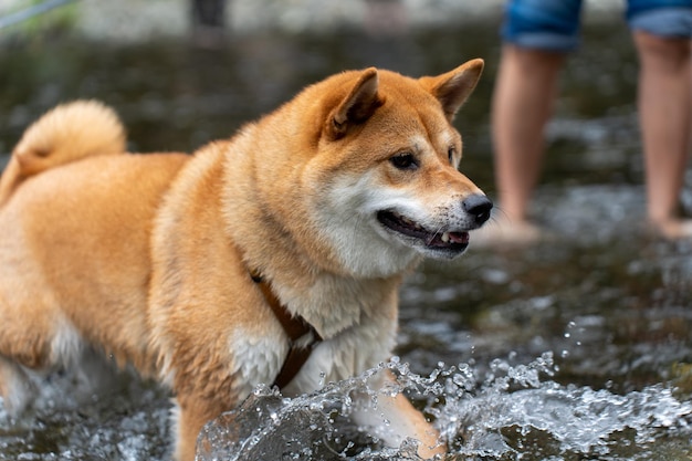 Cão americano Akita em pé na água aprecia o nascer do sol no lago