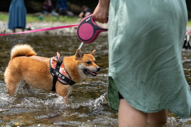 Cão americano Akita em pé na água aprecia o nascer do sol no lago