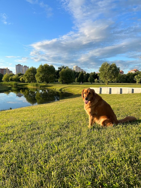 cão americano senta-se em um parque europeu na margem do rio na grama verde