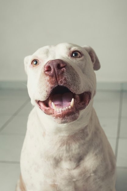 Cão amigável do pitbull