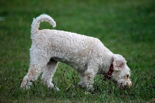 Cão amigável no parque