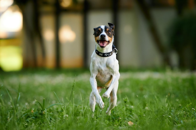 Cão Andaluz Ratonero Bodeguero alegre pulando em um parque com um fundo desfocado