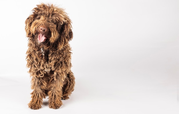 cão andaluz turco de cabelos encaracolados em fundo branco com espaço para texto