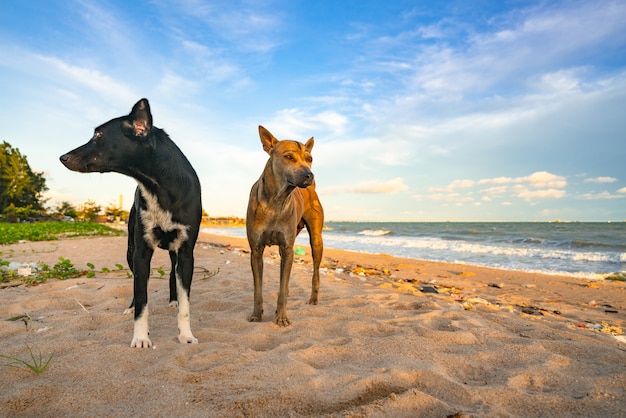 cão andando na praia