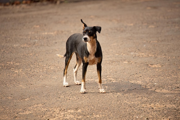 Cão animal mamífero abandonado