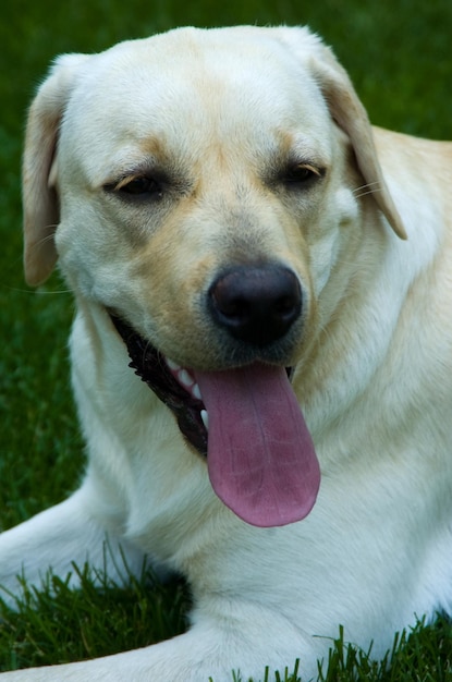 Cão ao ar livre na grama verde