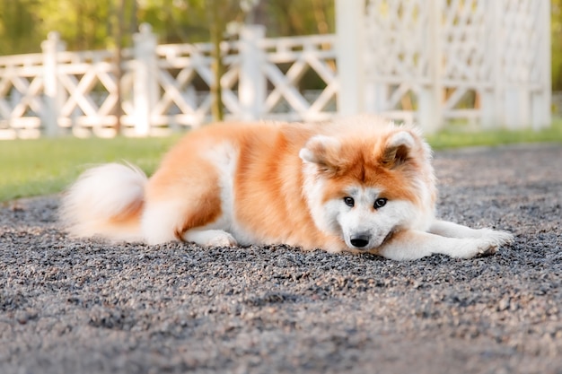 Cão ao ar livre no verão raça de cachorro Akita inu