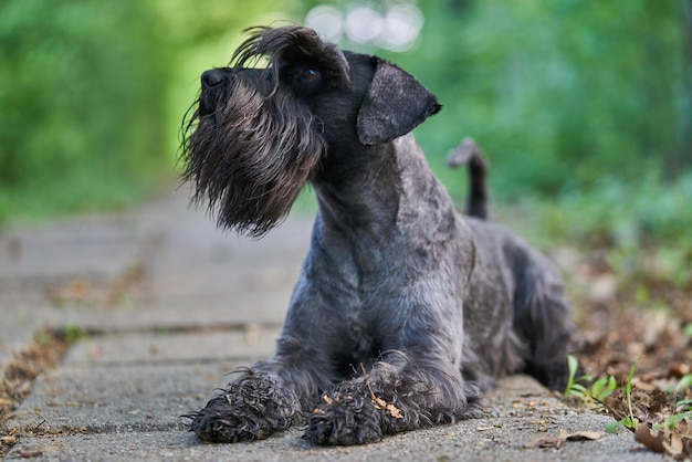 Cão ao ar livre