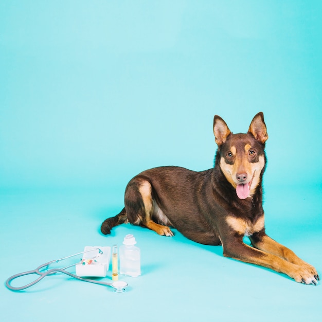 Foto cão ao lado de equipamentos veterinários