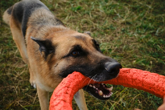 Cão ativo e enérgico segura brinquedo vermelho redondo com dentes e olha para cima