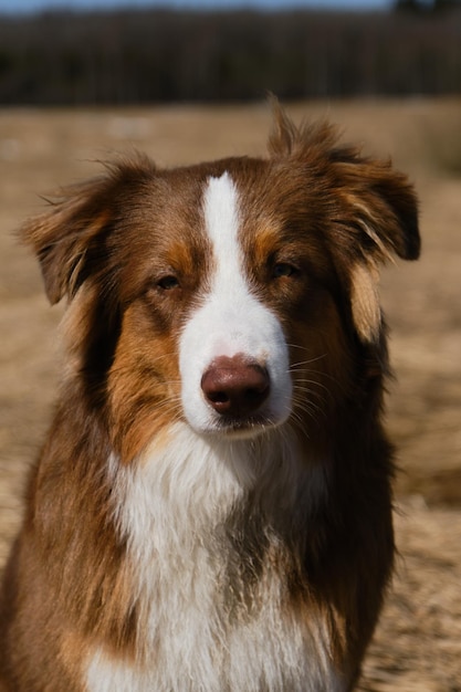 Cão australiano é tricolor vermelho com orelhas engraçadas desgrenhadas nariz de chocolate e listra branca na cabeça em dia ensolarado claro lá fora Retrato de lindo filhote de pastor australiano closeup