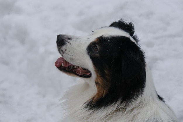 Cão australiano em uma caminhada no parque no inverno sentado olhando para longe e sorrindo