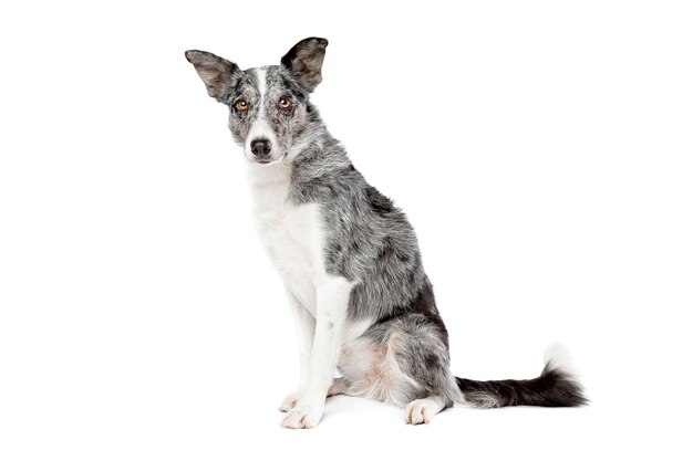 Cão azul merle border collie