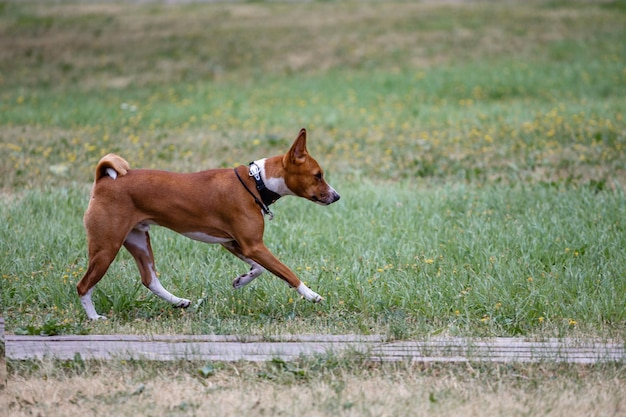 Cão Basenji correndo na grama