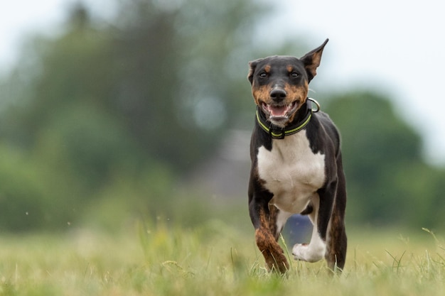 Cão Basenji correndo pelo campo