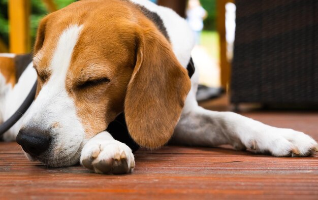 Cão Beagle ao ar livre retrato de raça tricolor