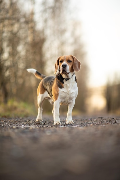 Cão beagle bonito a pé na estrada solitária na floresta