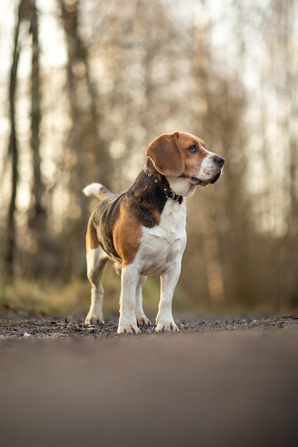 Cão beagle bonito a pé na estrada solitária na floresta