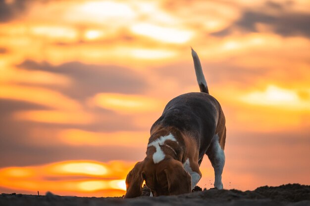 Foto cão beagle brincando e correndo na praia