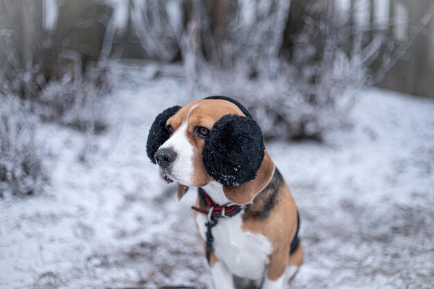 Cão Beagle com protetores de ouvido de pele preta em winter park. Foco suave. Foco seletivo.