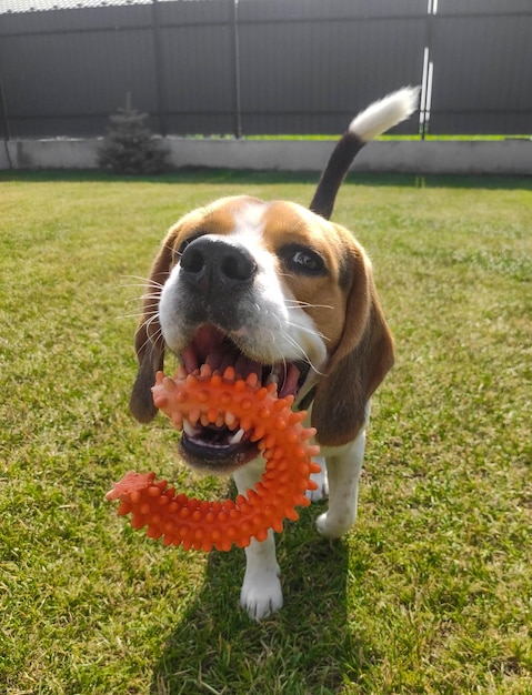 Foto cão beagle com um brinquedo