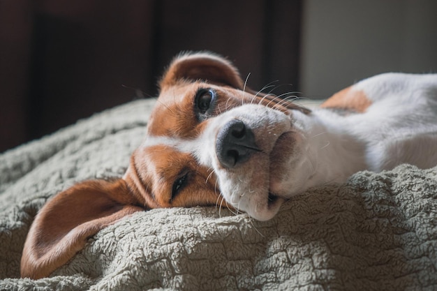 Cão Beagle deitado em uma almofada dormindo triste cara engraçada orelhas grandes