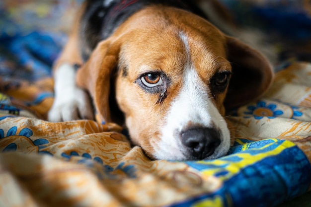 Cão Beagle deitado na cama colorida. olhos tristes