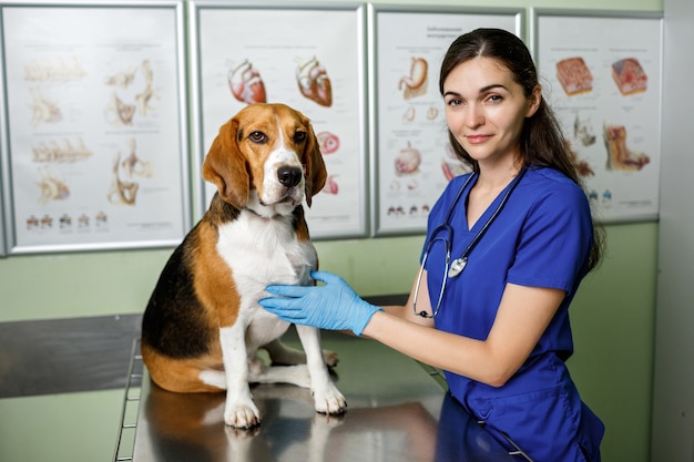 Foto cão beagle examinado por um médico em uma clínica veterinária.