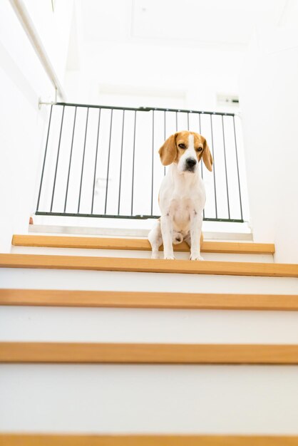 Cão beagle triste sentado nas escadas Caminho para o quarto bloqueado com uma barreira