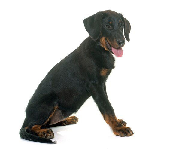 cão beauceron