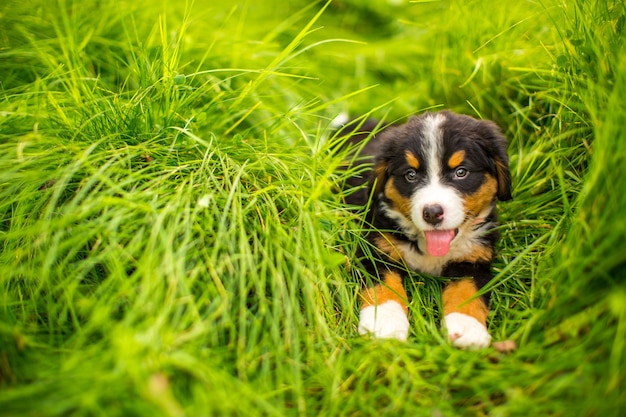 Foto cão bernese mountain dog cachorrinho deitado na grama