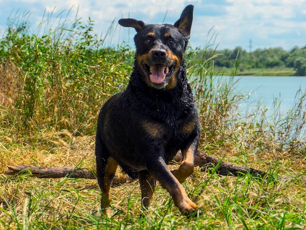 Cão bonito à beira do lago