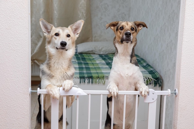 Cão bonito atrás do portão de segurança em casa