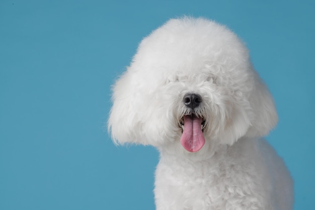 Cão bonito bichon frise em um plano de fundo azul bichon frise closeup