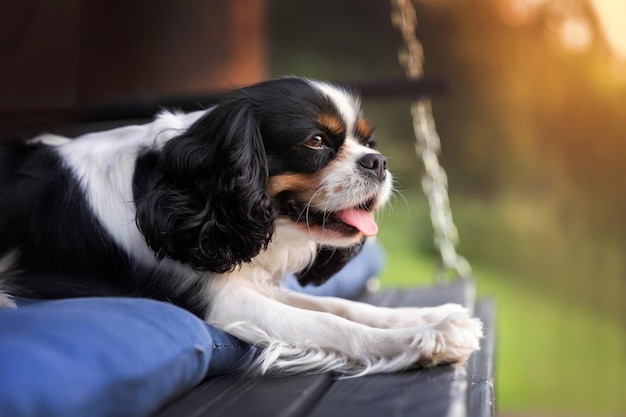 Cão bonito cavalier spaniel deitado no travesseiro na luz do sol