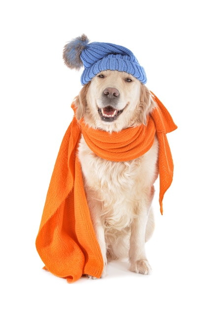 Cão bonito com cachecol quente e chapéu isolado. Conceito de estação de aquecimento