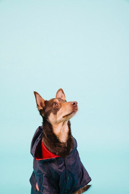 Foto cão bonito com casaco de chuva