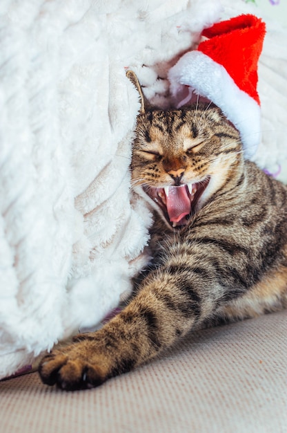 Cão bonito com chapéu de papai noel. ano novo de conceito e natal. 2019