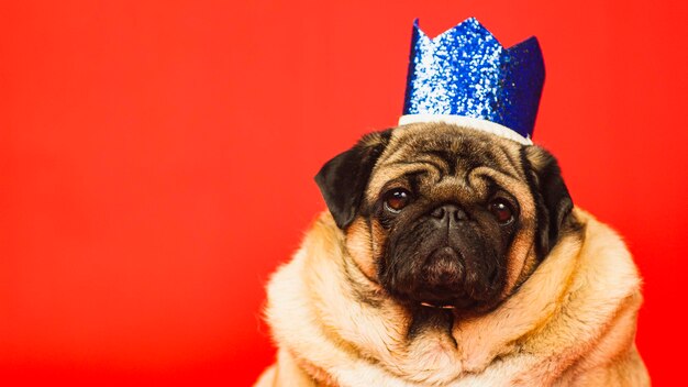 Cão bonito com coroa na cabeça pug com coroa azul posando em fundo vermelho