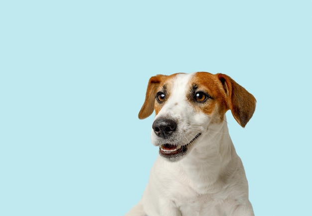 Cão bonito com dentes brancos a sorrir. conceito de saúde animal.